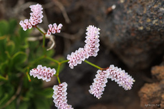 Limonium pectinatum