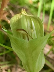 Pterostylis curta