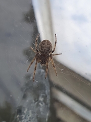 Larinioides sclopetarius