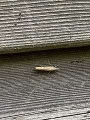 Agriphila inquinatella