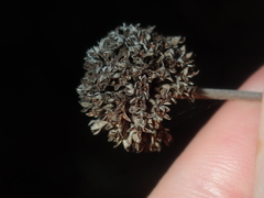 Rhamnaceae