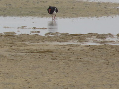 Haematopus longirostris