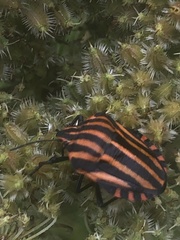 Graphosoma italicum