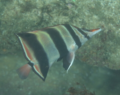 Chelmonops truncatus