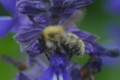 Bombus pascuorum
