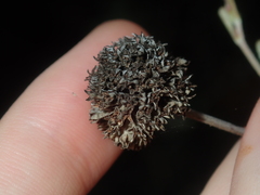 Rhamnaceae