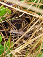 Pholidoptera griseoaptera
