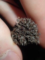 Rhamnaceae