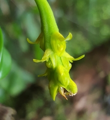 Bulbophyllum