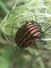 Graphosoma italicum