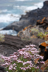 Limonium pectinatum