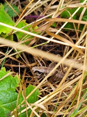 Pholidoptera griseoaptera