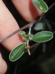Rhamnaceae