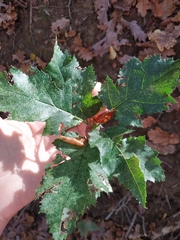 Torminalis glaberrima