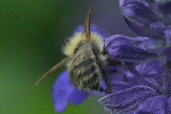 Bombus pascuorum