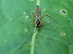 Mesoleptidea prosoleuca