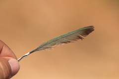 Merops apiaster