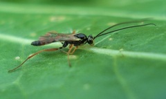 Mesoleptidea prosoleuca