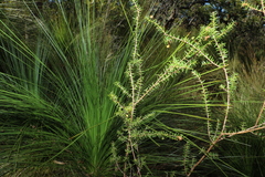Acacia ulicifolia