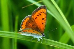 Lycaena dispar