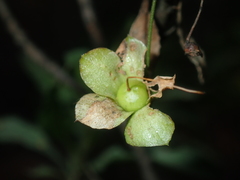 Eremophila