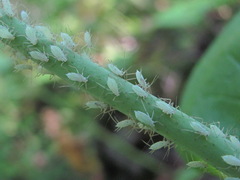 Macrosiphini