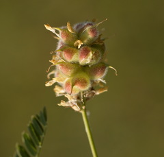 Astragalus cicer