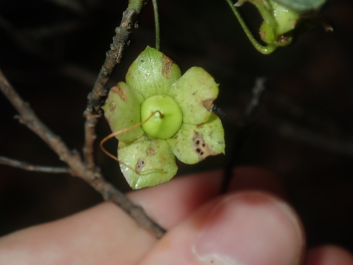 Image of Eremophila serrulata by (c) Thomas Mesaglio, some rights reserved (CC BY)