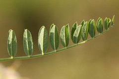 Astragalus cicer