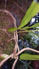 Bulbophyllum