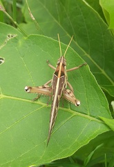 Cyrtacanthacris tatarica