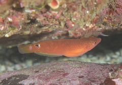 Austrolabrus maculatus