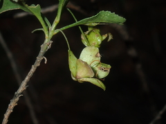 Eremophila