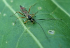 Mesoleptidea prosoleuca