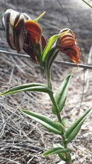 Pterostylis sanguinea