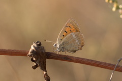 Lycaena