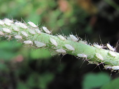 Macrosiphini
