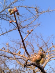 Commiphora mossambicensis