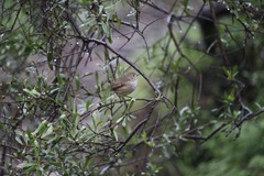 Acanthiza pusilla