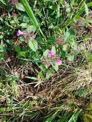 Clinopodium vulgare