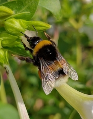 Bombus terrestris