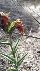 Pterostylis sanguinea