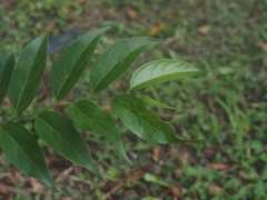 Celtis tetrandra