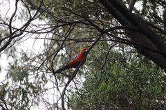 Platycercus elegans adelaidae
