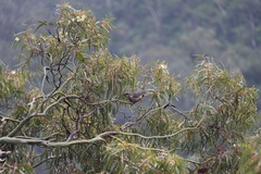 Anthochaera carunculata