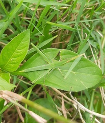 Acrida cinerea