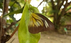 Appias lyncida