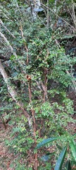 Plinia cauliflora