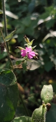 Silene dioica
