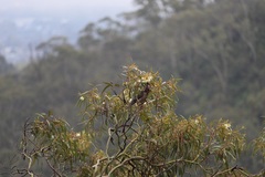 Anthochaera carunculata